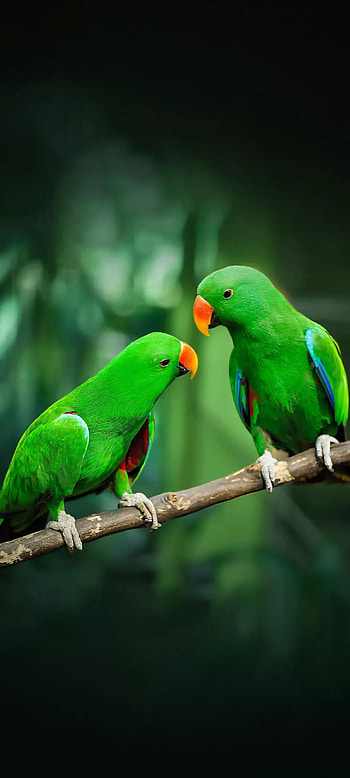 Birds, feather, beak HD phone wallpaper