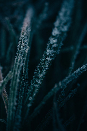 Grass, Macro, Frost, Hoarfrost HD phone wallpaper