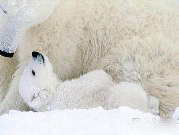 MOTHER LOVE, mother, bears HD wallpaper