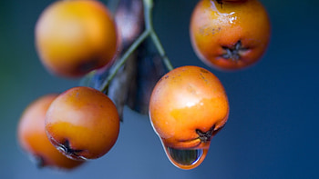 Macro graphy, Lychee fruit, Vibrant red, Nature HD wallpaper