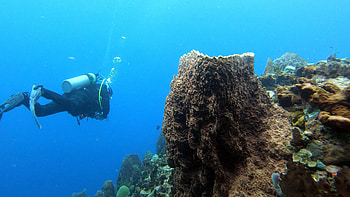 Diving dominica birds, Air, Dive into nature's wonder, Unleash your spirit of adventure HD wallpaper