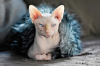 Animals, Sphinx, Cat, Fur HD wallpaper