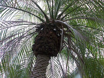 Palm Tree in Paradise, umbrella, palm tree, palm, tropical, florida, paradise, tree HD wallpaper