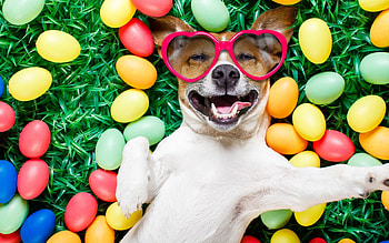 Happy Easter!, glassses, dog, animal, colorful, smile, grass, jack russell terrier, spring, green, funny, card, easter, heart, caine HD wallpaper
