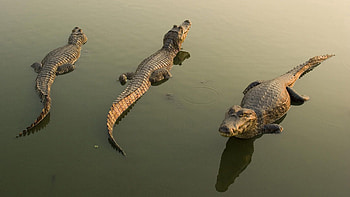 Animals, Water, Crocodiles, To Lie Down, Lie, Dangerous HD wallpaper