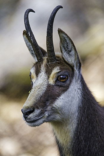 Semi profile of a Chamois, Wild animals in nature, Striking beauty, Graceful movements HD phone wallpaper