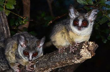 Lesser galago, Bush Baby (Galago) HD wallpaper