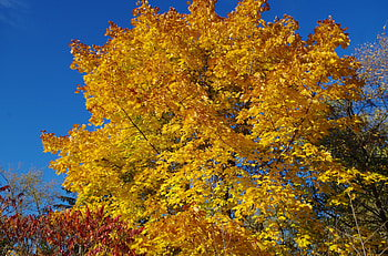 Autumn leaves, autmn, leaves, forest, tree HD wallpaper