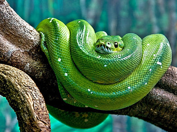 GREEN TREE PYTHON, snake, green, constrictor, serpent, python HD wallpaper