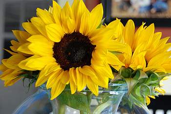 SunFlower LOVE Is Magic, sunshine, bouquet, annie, magic, entertainment, arrangement, sunflower, precious, summer, fashion, love, yellow, cheerful, warm, always, forever HD wallpaper