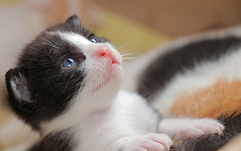 Kitten, pisica, sweet, animal, cute, cat HD wallpaper