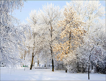 Russian winter, winter, city, snow, trees, nature, ufa, park HD wallpaper