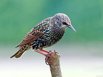 Beautiful Bird, cool, beautiful, bird HD wallpaper