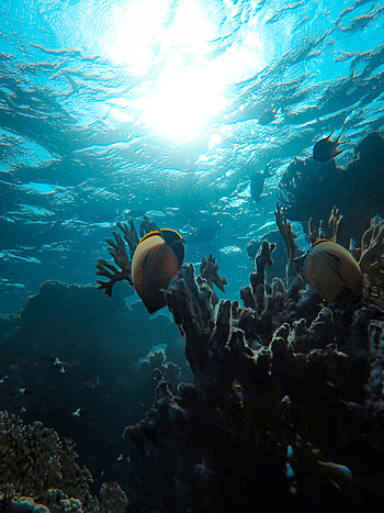 Animals, Water, Ocean, Fish, Depth, Coral Reefs HD phone wallpaper