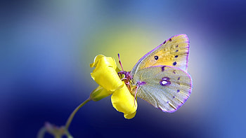 Yellow Purple Dots Design Butterfly On Yellow Flower In Blur Blue Background Butterfly HD wallpaper