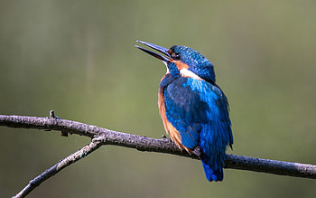 Kingfisher, animal, branch, bird HD wallpaper