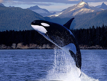 Animals, Mountains, Sea, Spray, Bounce, Jump, Dolphin HD wallpaper