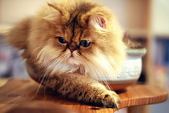 Persian Cat, sweet, cats, cute, fluffy, persian, fat, animals, adorable HD wallpaper