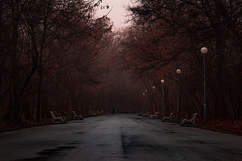 Nature, Trees, Silhouette, Park, Fog HD wallpaper
