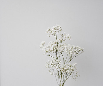Flowers, Macro, Minimalism HD wallpaper