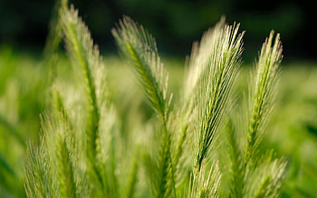 Grass, Macro, Greens, Ears, Spikes HD wallpaper