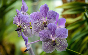 Orchid, nature, plant, flower HD wallpaper