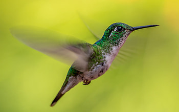 Hummingbird, animal, wings, bird HD wallpaper