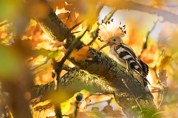 Hoopoe, Burd, Bokeh, Branches, Tree, Autumn HD wallpaper