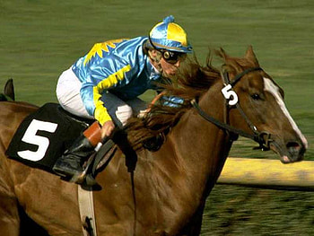 Horse Racing, race horses 1, horse HD wallpaper