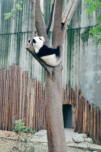 Animals, Wood, Tree, Animal, Panda HD phone wallpaper