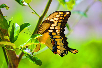 Sunny Swallowtail, sunny, black, leaves, butterfly, yellow, green, swallowtail HD wallpaper