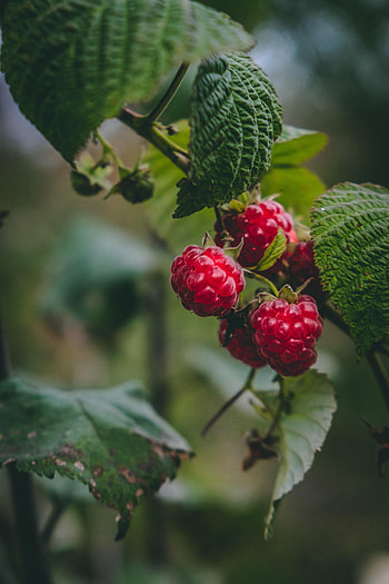 Raspberry, Berries, Plant, Macro, Fruit HD phone wallpaper