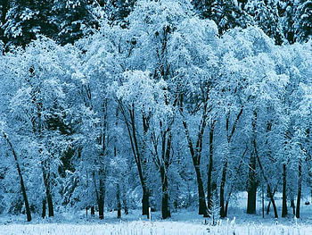 Beautiful winter trees, winter, snowy, snow, trees, nature, forest HD wallpaper