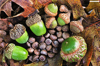 Wild Georgia, Crucial wildlife survival, Winter, Acorns HD wallpaper