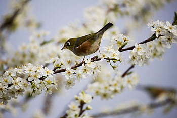 A delicate bird perched on a blooming cherry blossom branch during spring. HD wallpaper