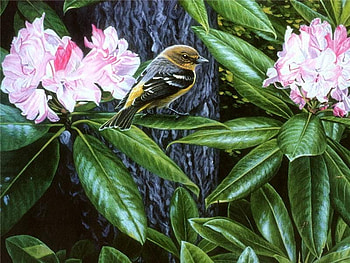 among Blossoms, flowers, bird, tree, blossoms HD wallpaper