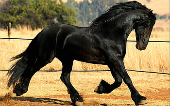 Animals, Horses HD wallpaper