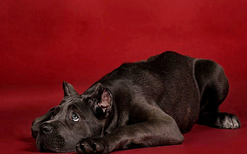 Animals, To Lie Down, Lie, Dog, Brown HD wallpaper
