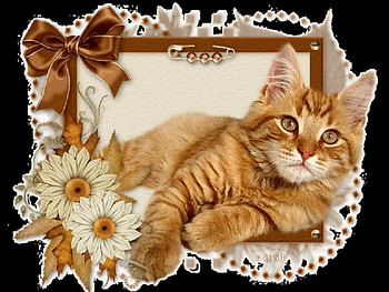 Framed kitty, framed, kitty, animals, cat, collage HD wallpaper