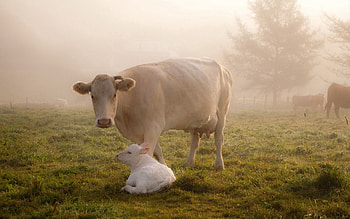Cow, Animals, Grass, Calf, Care HD wallpaper