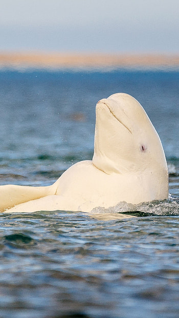 Beluga Whale, Stunning Arctic wildlife, Pristine Nunavut scenery, Windows spotlight wonder HD phone wallpaper