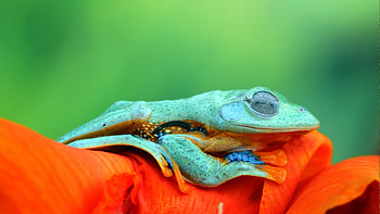 Javan tree frog - Green with envy?, Animal, frog HD wallpaper