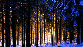 The Forest of Smaland, Sweden, winter, trees, scandinavia, snow HD wallpaper
