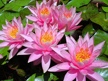 water lillies, pink, flowers, water, lillies HD wallpaper