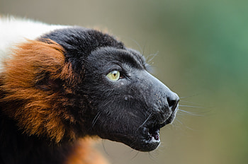 Animals, Muzzle, Emotions, Lemur Cook, Lemur Vari HD wallpaper