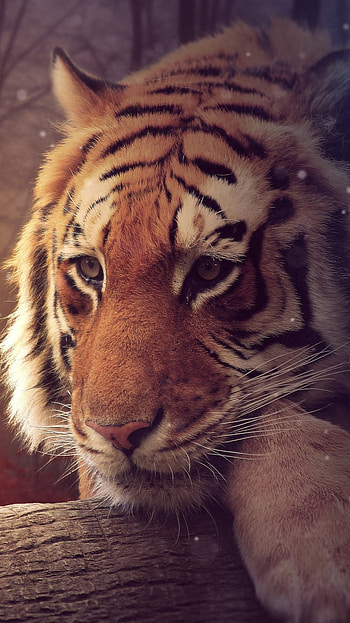 tiger, graphy, manipulation HD phone wallpaper