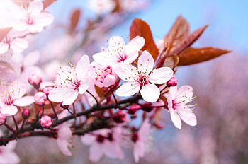 Pink Blossom Flowers, Flowers, Nature, Blossoms, Pink HD wallpaper