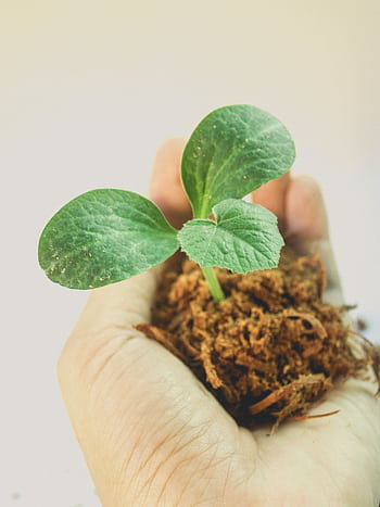 Close-up of a hand holding a young green plant sapling in soil, symbolizing growth and nature. HD phone wallpaper