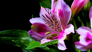 LILY, PETALS, LEAVES, COLORS, STEMS HD wallpaper
