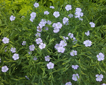 Blue flowers, in, nature, flower HD wallpaper
